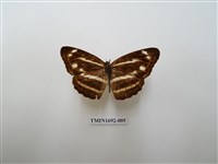 藏品(蓬萊環蛺蝶)的圖片